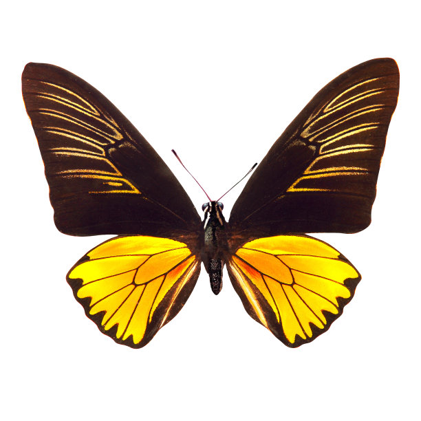 ornithoptera