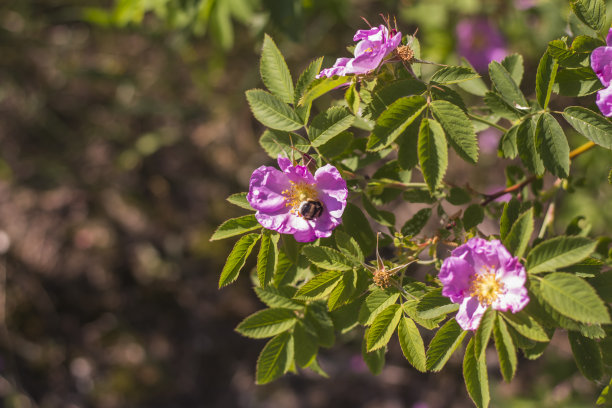 rugosa