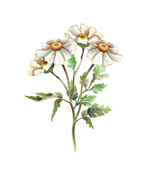 华丽的,水彩画颜料,美术工艺