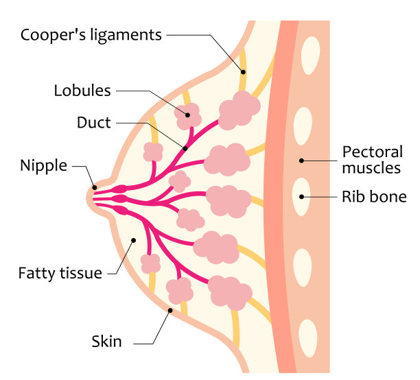 breast