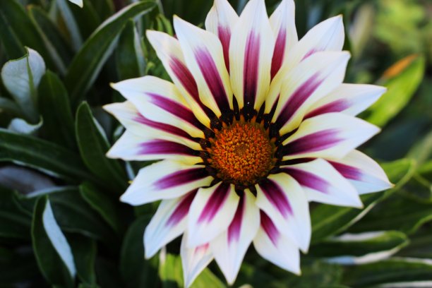 精美紫色绿色圆形花纹图案