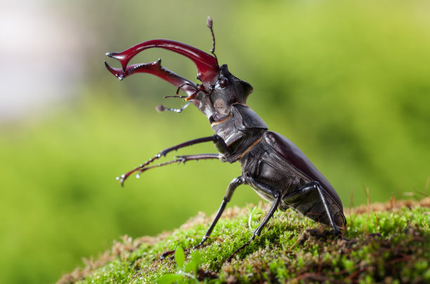 beetles