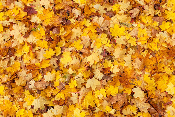 多彩秋季枫叶无缝图案