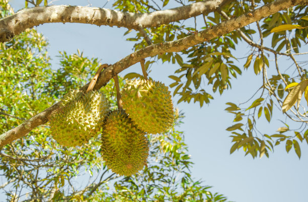 durian