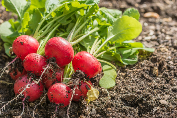 radishes