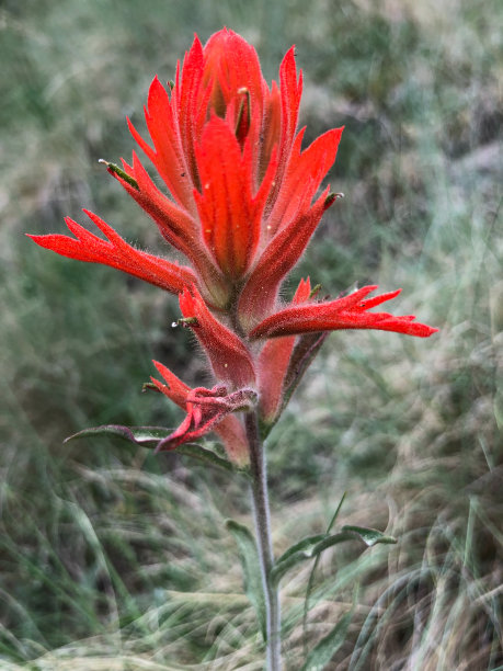 hawkweed