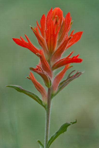 hawkweed
