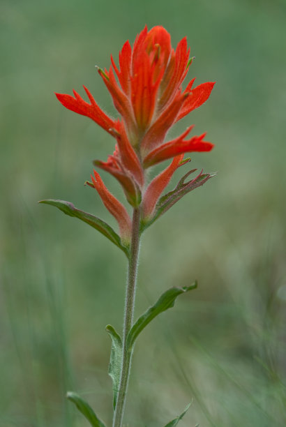 hawkweed