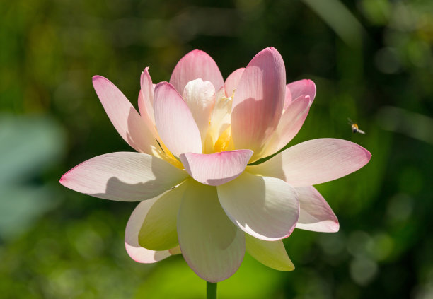睡莲,鲜花盛开,花头
