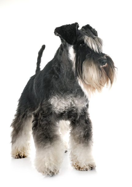 纯种犬,梗犬,髯犬