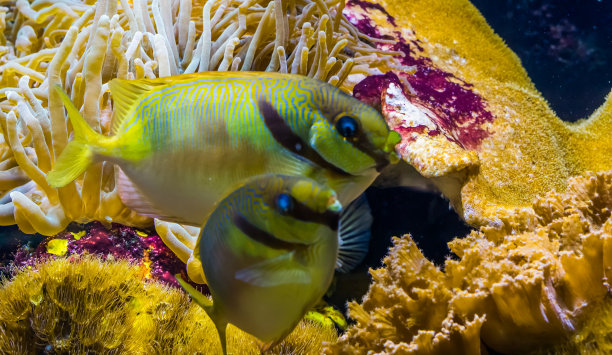 rabbitfish