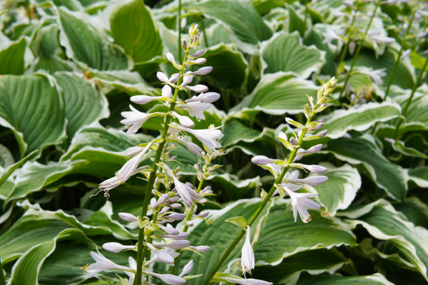 hosta