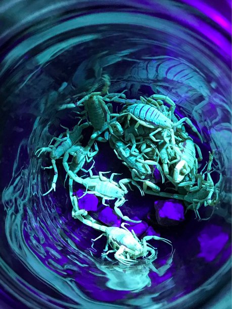 scorpio