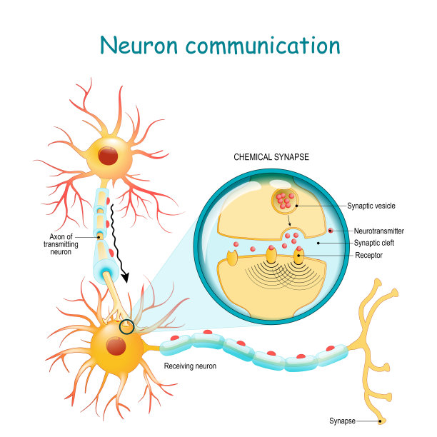 medulla