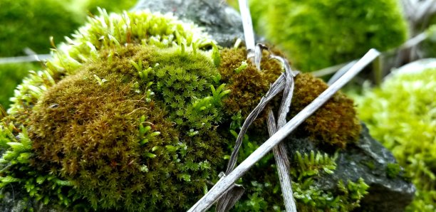 植物学,枝繁叶茂,绿色