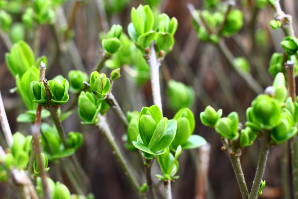 花蕾,花簇,叶子