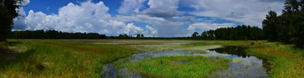 wetland