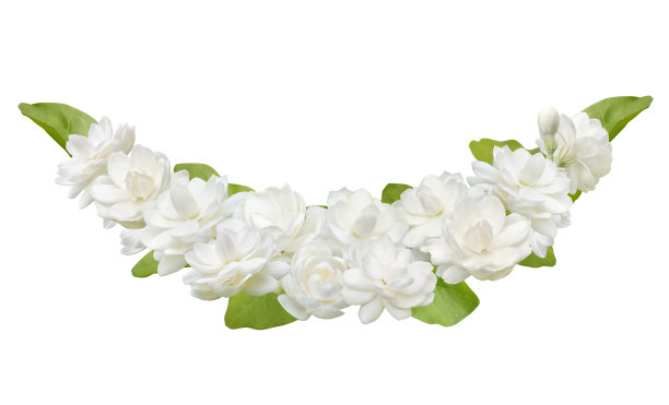 jasmine