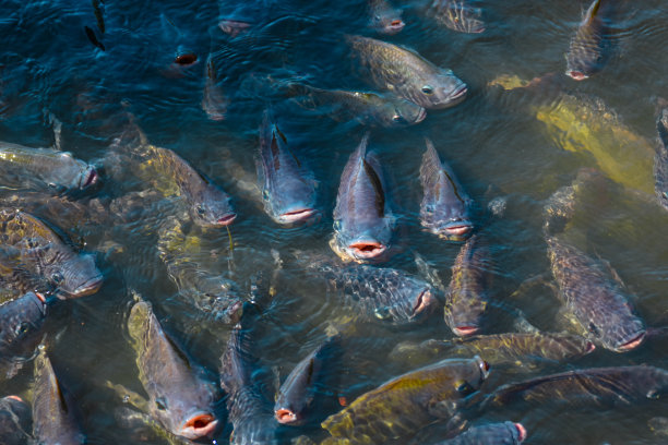 tilapia