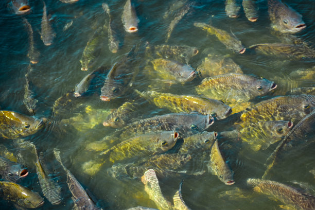 tilapia