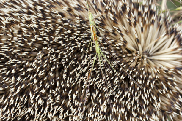 spiked