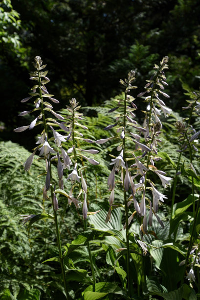 hosta