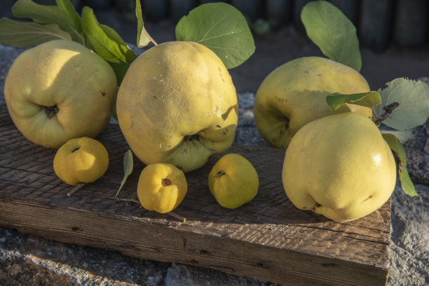 chaenomeles