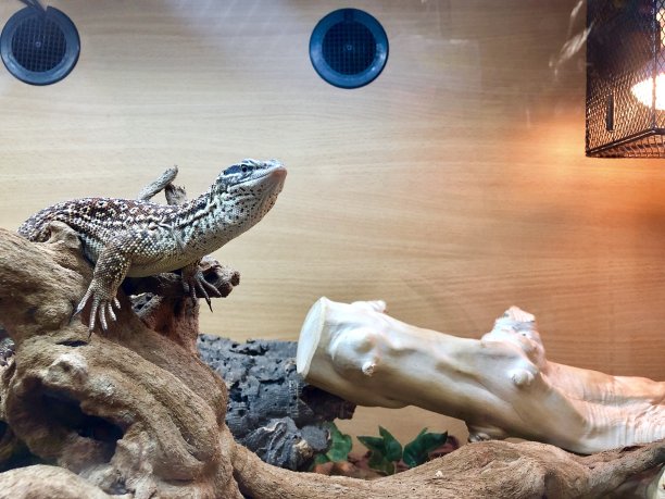reptilia