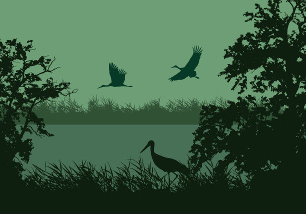 wetland