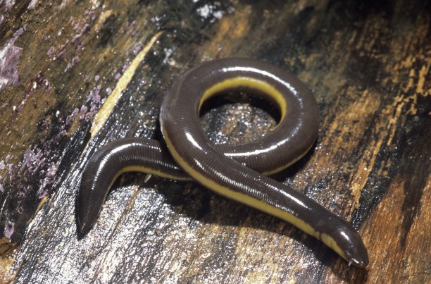 caecilian