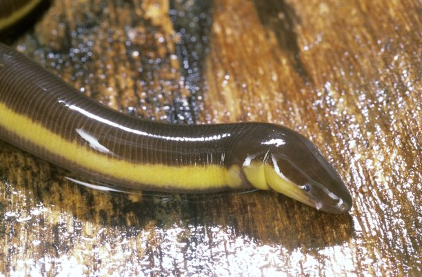 caecilian