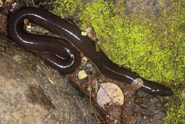 caecilian
