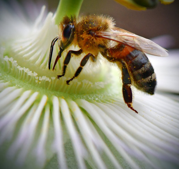 pollination