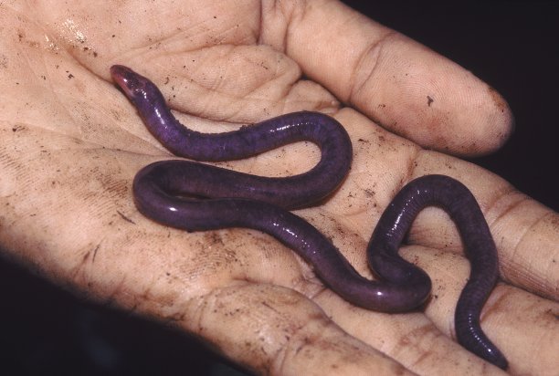 caecilian