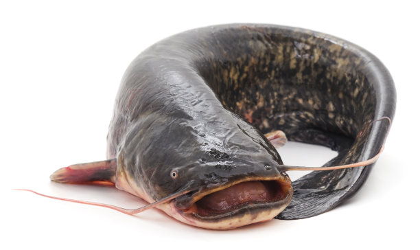 catfish