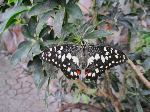 ornithoptera
