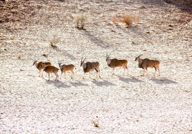 antelope