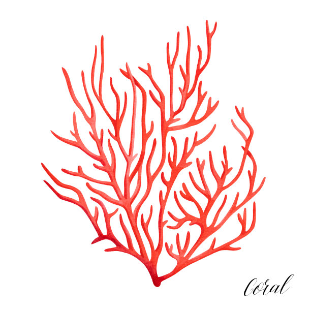 corals