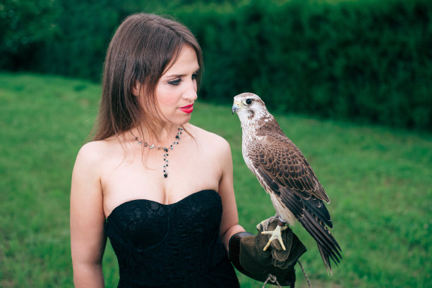 falcon
