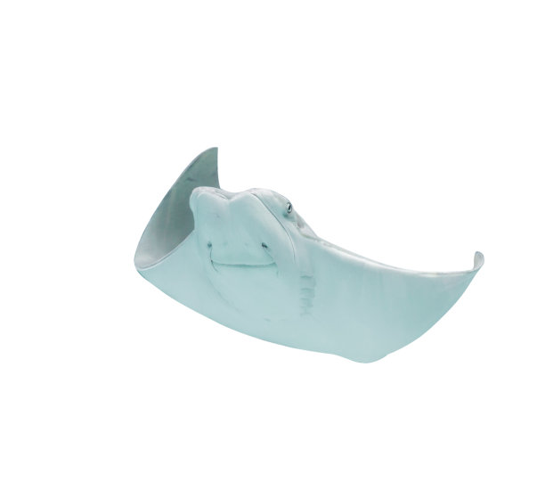 stingray
