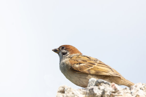 sparrow