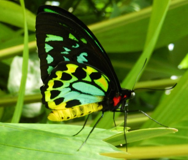 ornithoptera