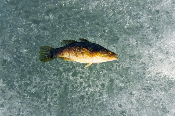 fin