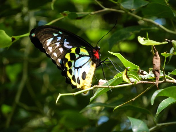 ornithoptera