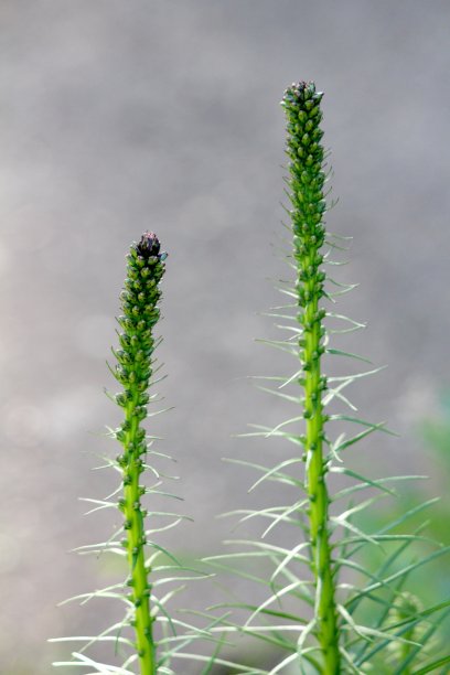 liatris