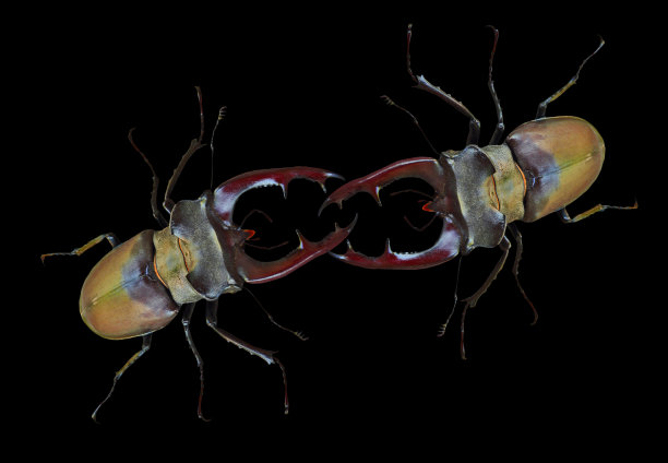 arthropod