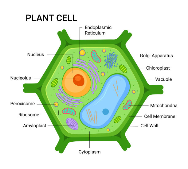 cells