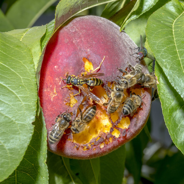 hornets