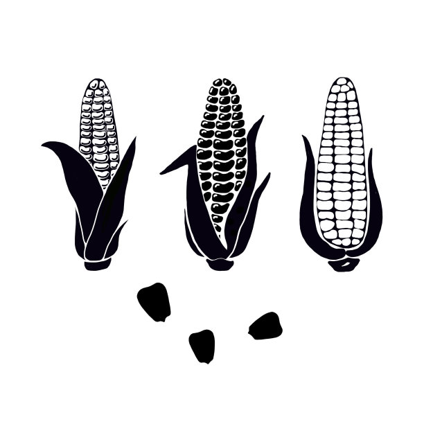 玉米种子包装设计