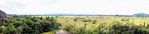 savanna